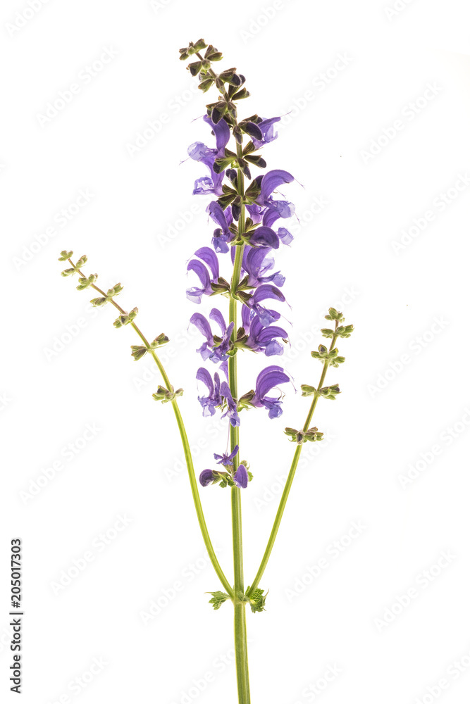 Obraz premium Meadow sage (Salvia pratensis)