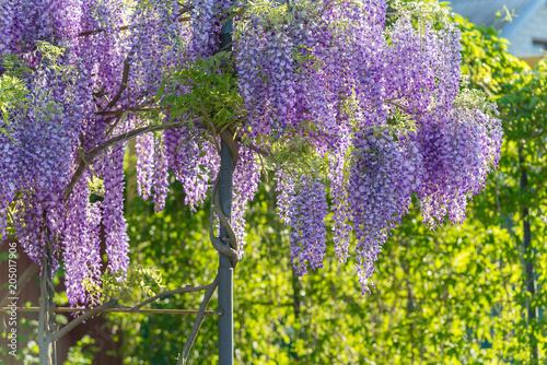 Fototapeta Naklejka Na Ścianę i Meble -  Wisteria Lane in Park. Chinese Wisteria blossom on Garden background. Fabaceae Wisteria sinensis flowers.