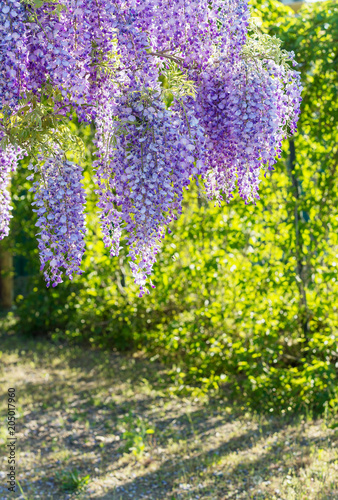 Wisteria Lane in Park. Chinese Wisteria blossom on Garden background. Fabaceae Wisteria sinensis flowers. photo