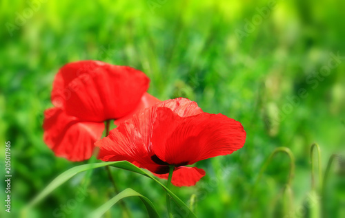 Field of poppies