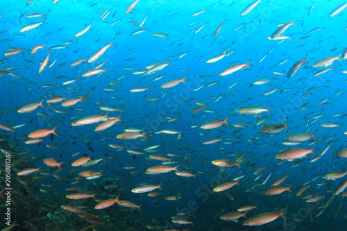Sardines fish underwater in ocean