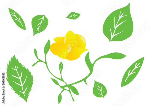 Flower and Plant with decoration