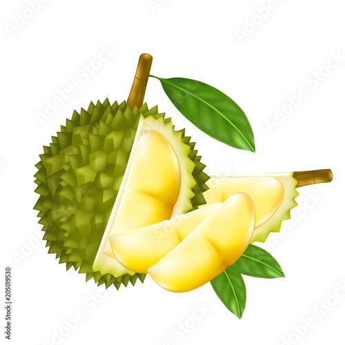 King of fruits, durian isolated on white background.Vector illustration