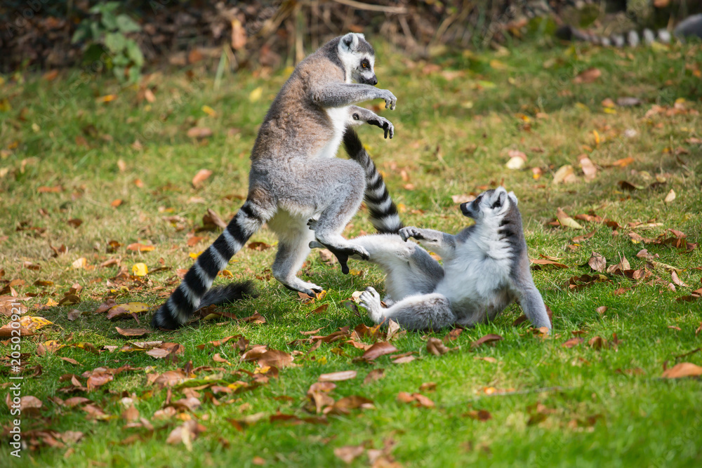 Fototapeta premium Lemurs play outside on a meadow