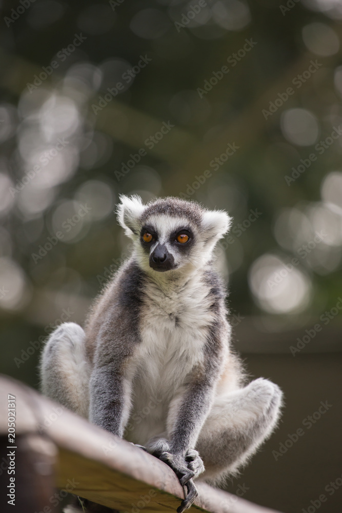 Obraz premium A lemur is sitting alone on a branch