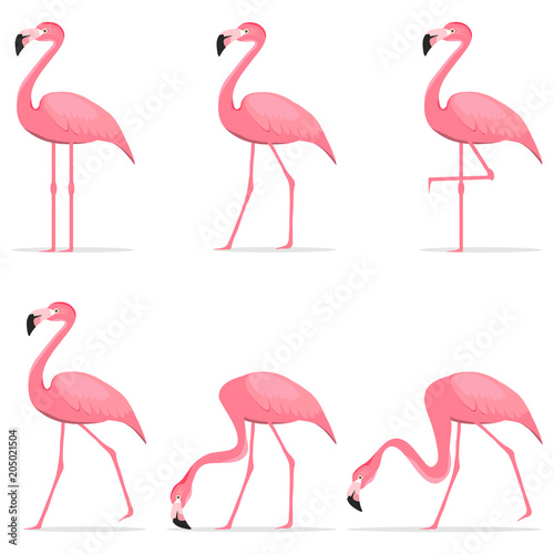 Flamingos  various poses of flamingos.