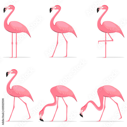 Flamingos, various poses of flamingos.
