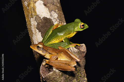 Malabar flying frog and common tree frog, Rhacophorus malabaricus, Rhacophorid, Agumbe ARRSC, Karnataka