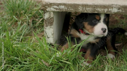 Slow motion shot of a cute burnese mountain dog eating some grass while laying under a front porch step photo