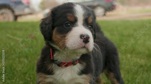 Close up handheld shot of a cute and curious burnese mountain dog puppy standing in the grass photo