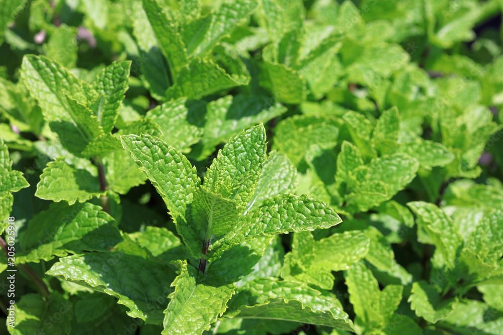 Fresh Mint in Herb Garden Fresh Mint in Herb Garden