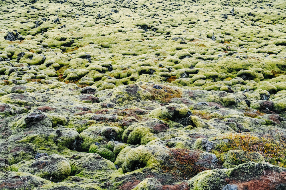 Moss growing on the lava fields of Iceland. Green moss texture and background Moss growing on the lava fields of Iceland. Green moss texture and background