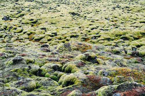Moss growing on the lava fields of Iceland. Green moss texture and background