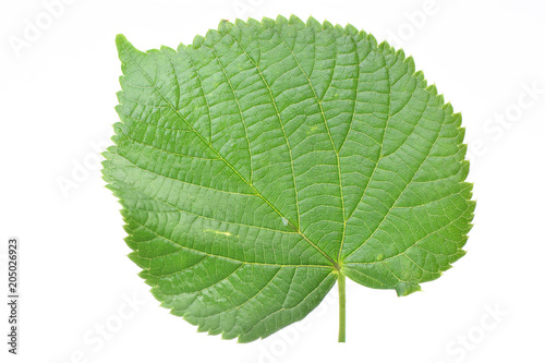 Leaf of a linden