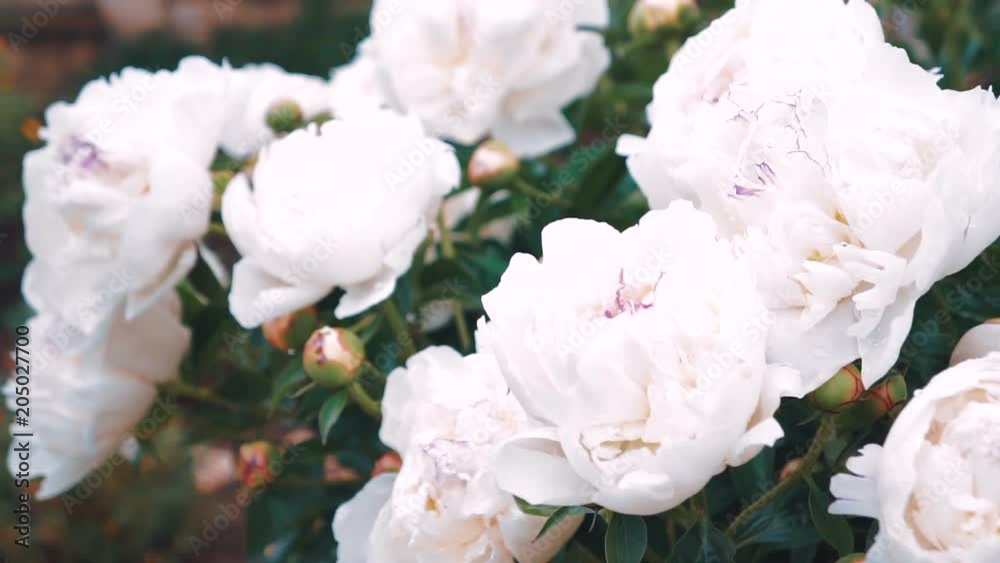 blooming peony bush, beautiful flowers in garden in summer blooming peony bush, beautiful flowers in garden in summer
