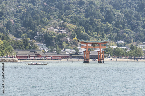 宮島の桜
