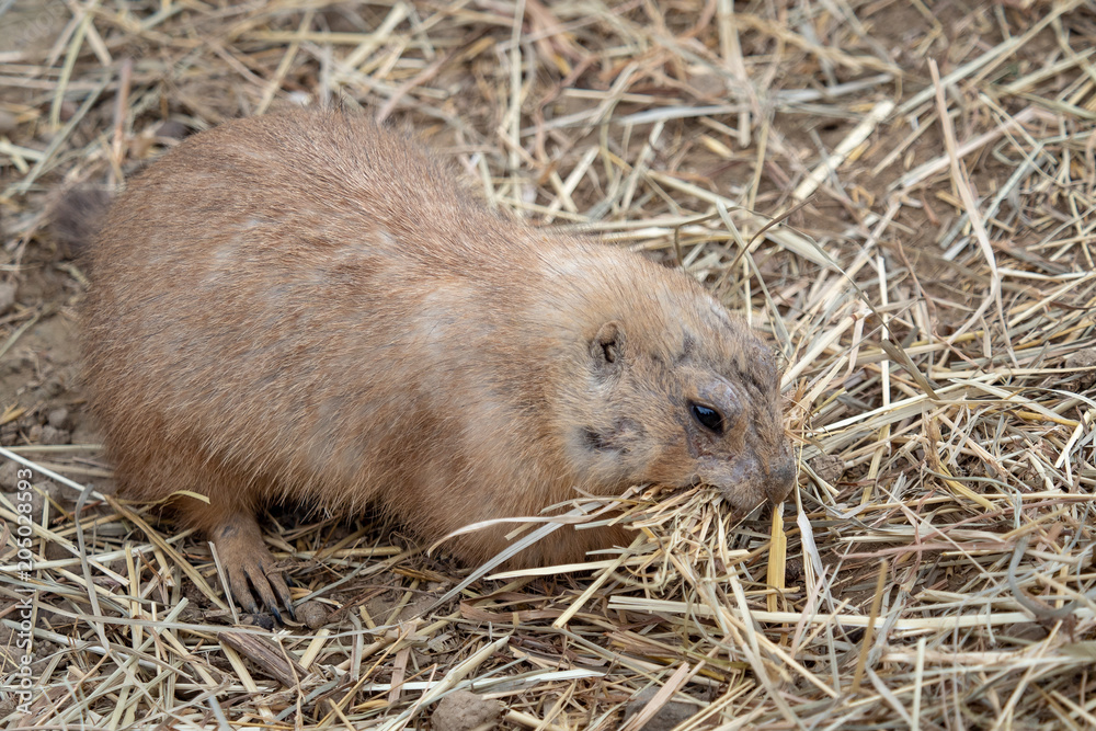 A prairie dog (Cynomys ludovicianus) eating straw A prairie dog (Cynomys ludovicianus) eating straw
