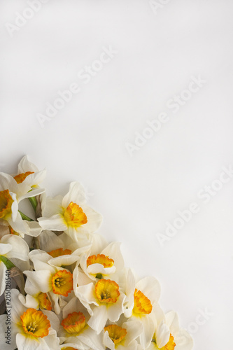 Flowers Narcissus on white background