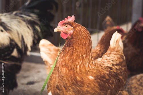 Organic raised chickens 