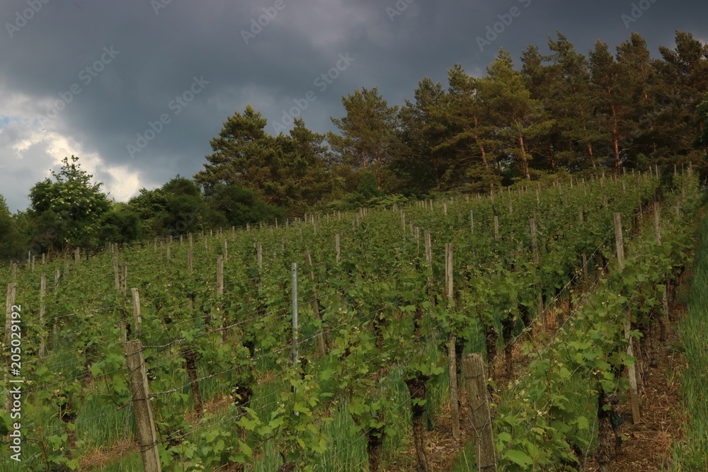 Dunkle Wolken über dem Weinberg Dunkle Wolken über dem Weinberg