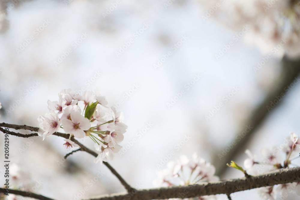 宮島の桜
