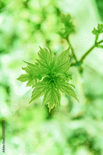 Close-up barnch of plant with green leaves photo