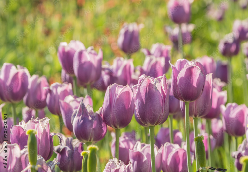 Obraz premium Beautiful spring , multi-colored tulips planted.