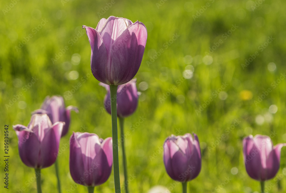 Beautiful spring , multi-colored tulips planted. Beautiful spring , multi-colored tulips planted.