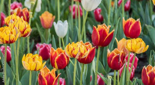 Beautiful spring , multi-colored tulips planted.