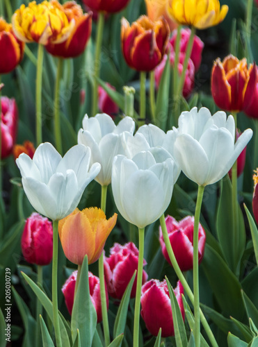 Beautiful spring   multi-colored tulips planted.
