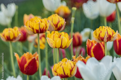 Beautiful spring , multi-colored tulips planted.