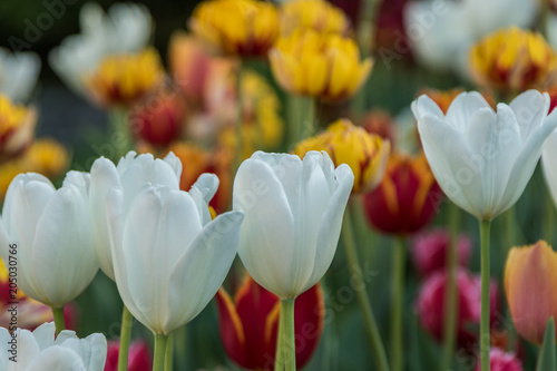 Beautiful spring , multi-colored tulips planted.