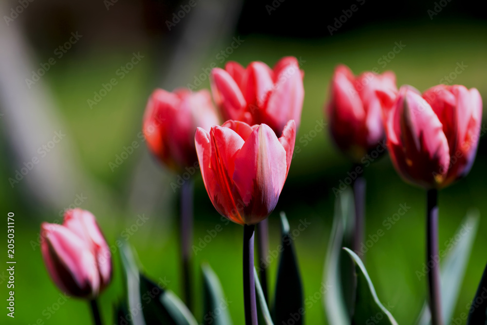 pink tulips with green leaves on a blurred nature background