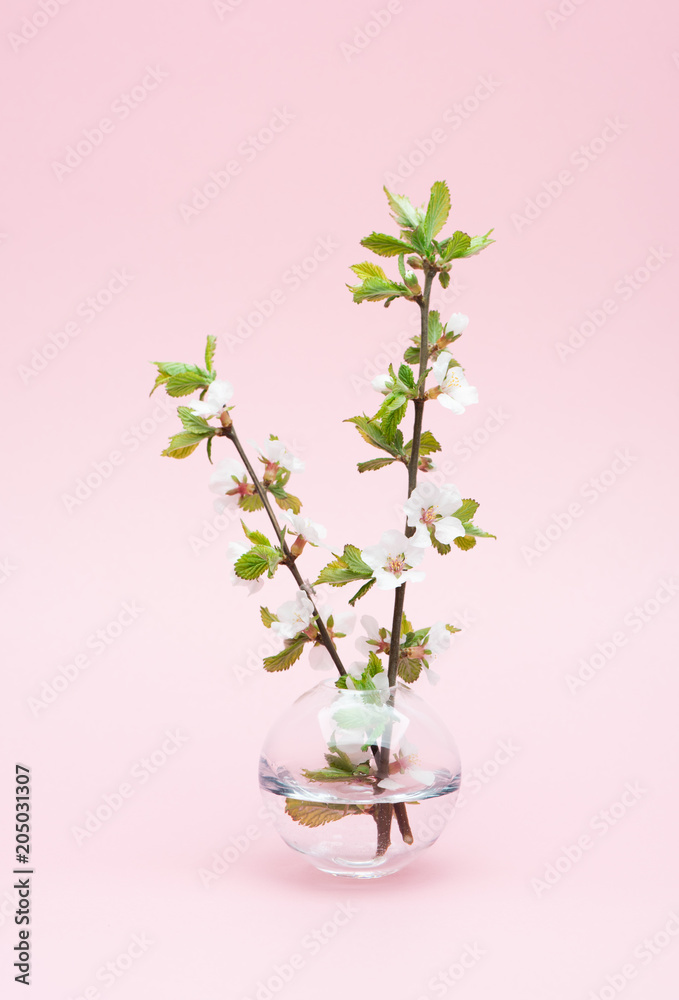 Obraz premium Blossoming tree branch with white flowers in a vase on a pink background..