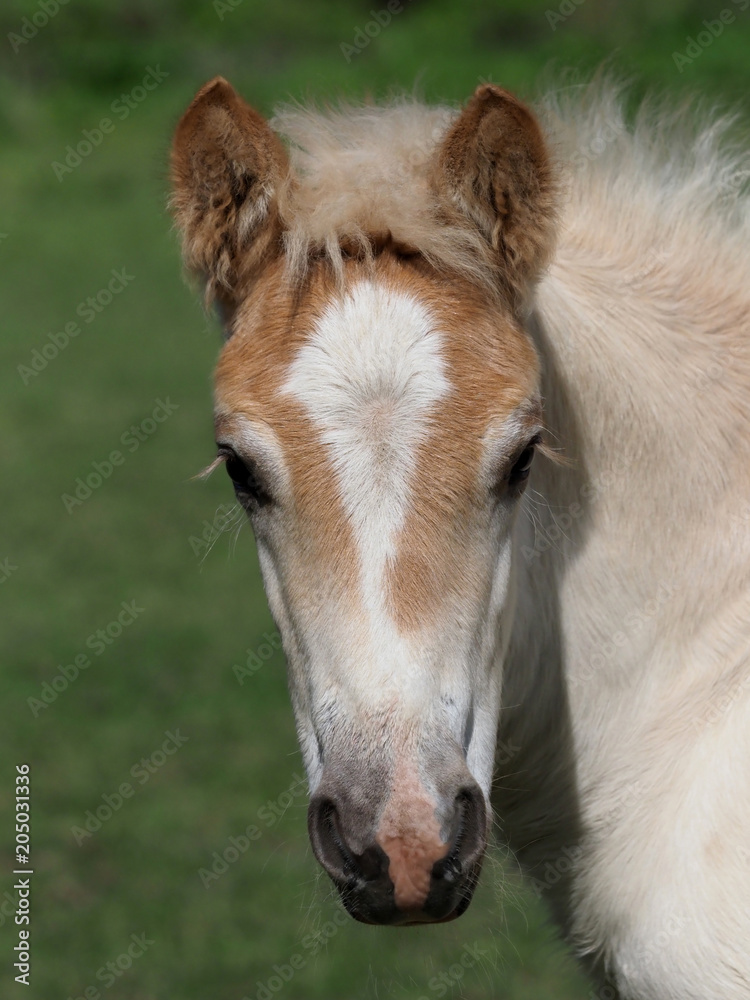 Fototapeta premium Haflinger Foal Head Shot