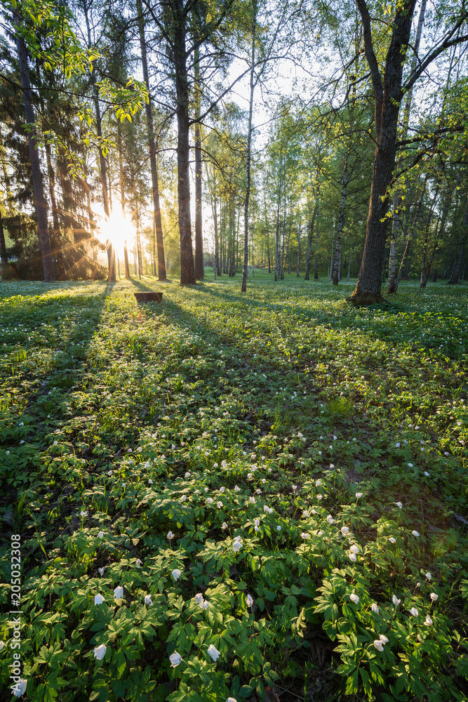 Naklejka premium Lush foliage at the Piikahaka greenspace and meadow in Tampere, Finland, at sunrise in the summertime.