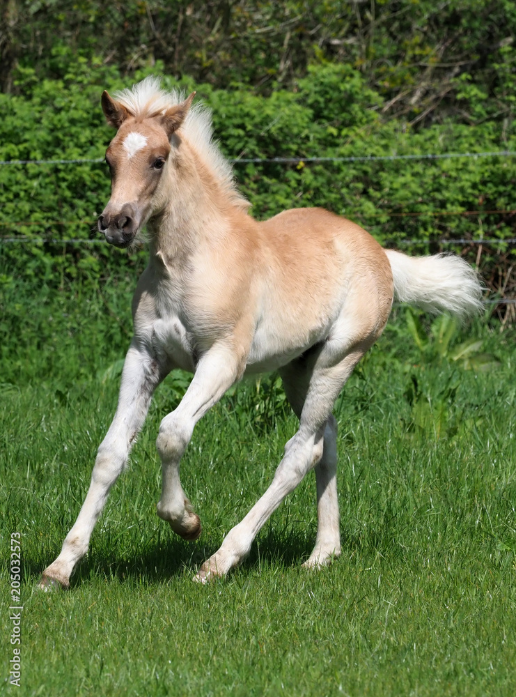 Cute Haflinger Foal