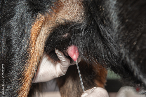 l'insémination artificielle chien ,un acte adéquat pour contourner l'absence de saillie de vos animaux. 