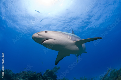 Caribbean Reef Shark bottom up with open mouth in clear blue water and sun in the background