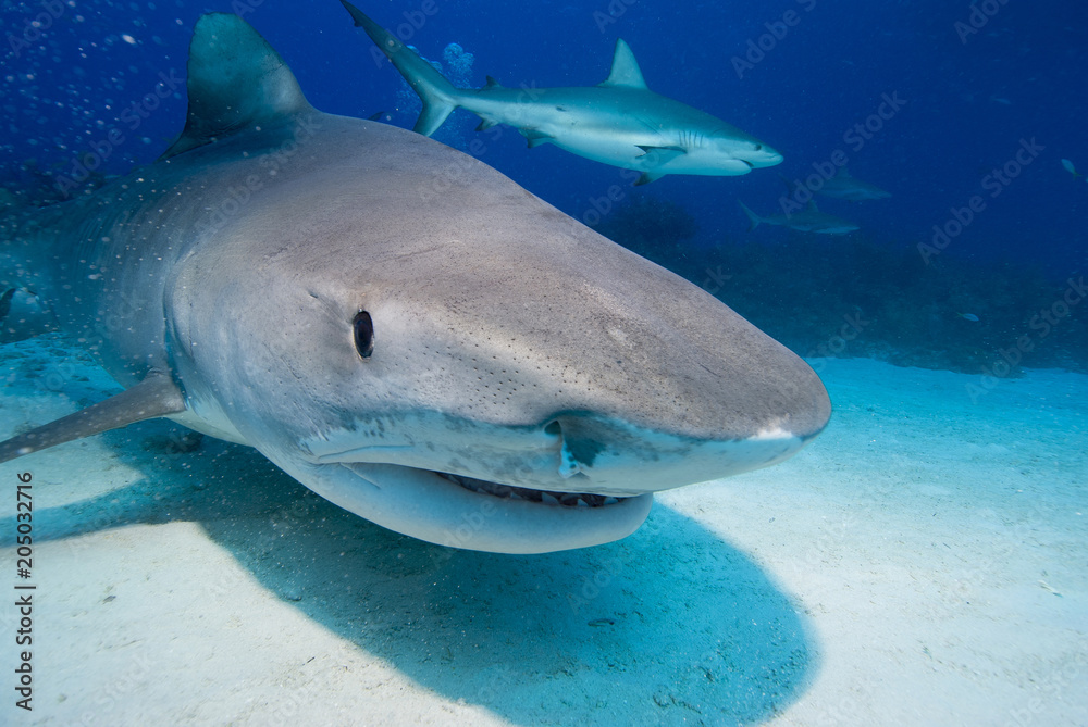 Fototapeta premium Tiger shark from the front with caribbean reef shark close to the ground