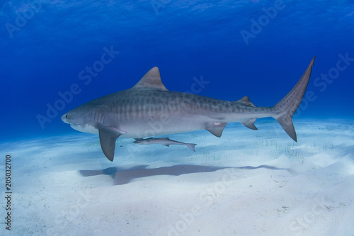 Tiger shark with shadow on the sand close to the ground in blue water photo