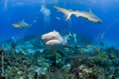Tiger shark from the front with videographer / photographer and caribbean reef sharks in clear blue water