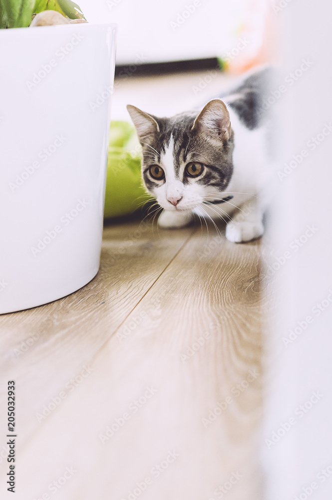 Naklejka premium Jeune chat en train de jouer