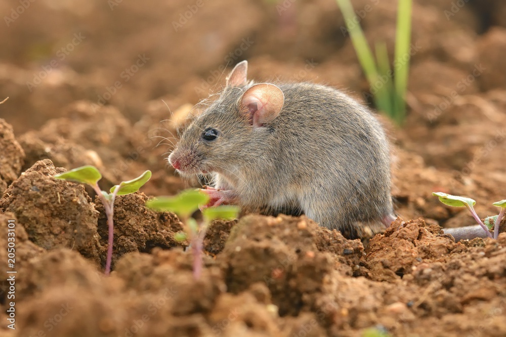 Eastern House Mouse - Mus musculus on the field ground Eastern House Mouse - Mus musculus on the field ground