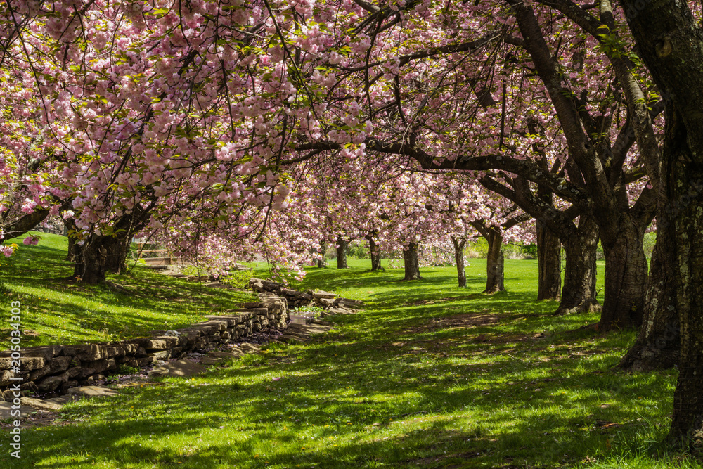 Pink cherry trees drape gracefully near a stone canal on a sunny spring day