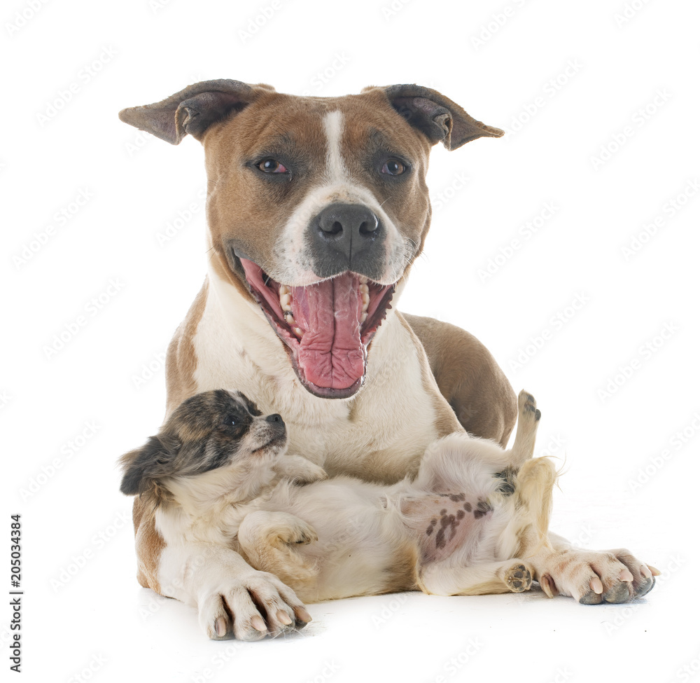 Fototapeta premium american staffordshire terrier and chihuahua