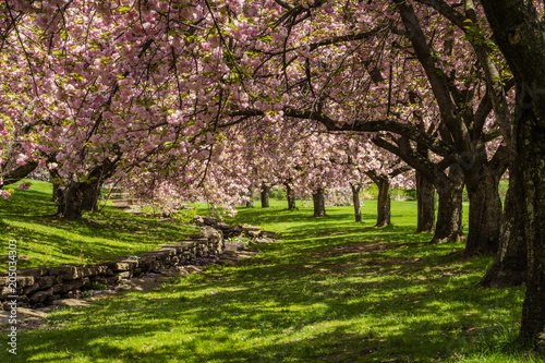 Pink cherry trees drape gracefully near a stone canal on a sunny spring day