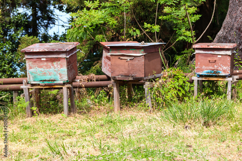 Old wooden beehives © olyasolodenko