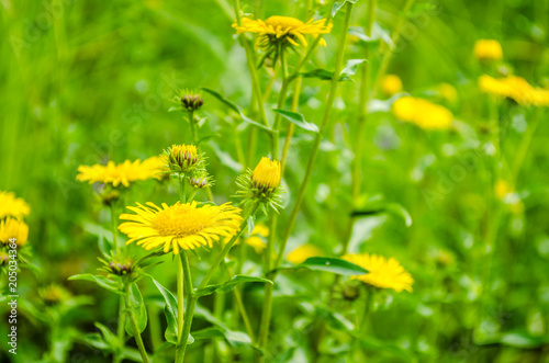 Fototapeta Naklejka Na Ścianę i Meble -  yellow dandelion flowers in the field 