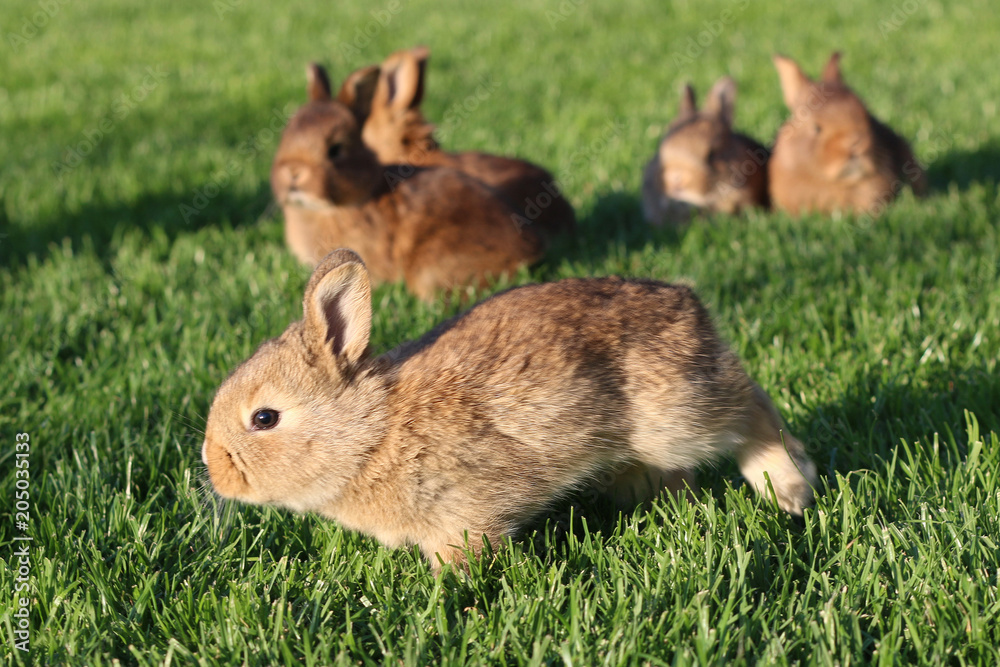 Young brown rabbits on green grass
